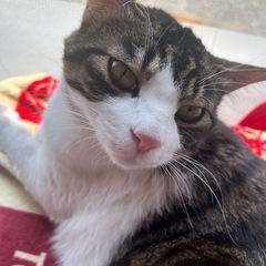 成猫ちゃんです！