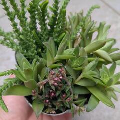 【取引中】多肉植物　寄せ植え　観葉植物　ガーデニング