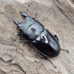 【珍種】パプアヒラタクワガタ②　♂♀ペアの画像