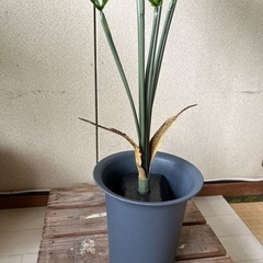 フェイクグリーン　ヤシの画像