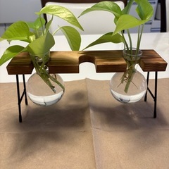 観葉植物ポトスライムカット苗6本セット