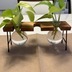ランキングキーワードに紐づく投稿画像-観葉植物