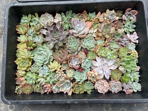 多肉カット苗セット