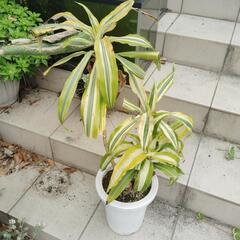 観葉植物？現状お渡し