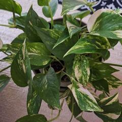 観葉植物　　ポトス