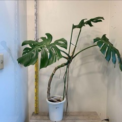 モンステラ　デリシオサ　幹立ち　ファイバー鉢付きの画像