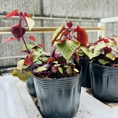 🌿 元気な赤じそ苗