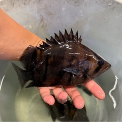 ダトニオプラスワン