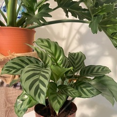 観葉植物　カラテア