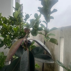 観葉植物