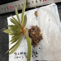 センペルビウム　バーンスタイン　抜き苗の画像