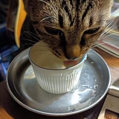 里親募集です。
