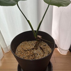 モンステラ
