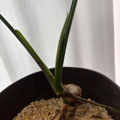 モンステラ
の画像