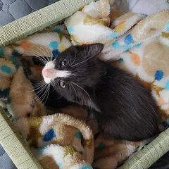 生後2カ月くらいのハチワレちゃんです