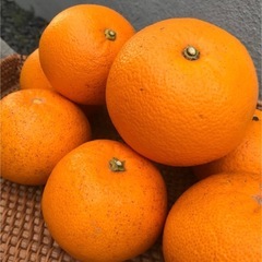 美味しい八朔　5個入り　お召し上がりください！