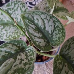 観葉植物　　スキンダプサス