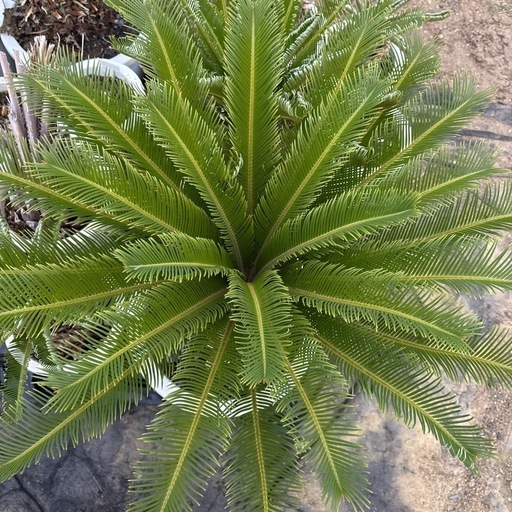 蘇鉄 ソテツ 植木 引き取り限定 No.12