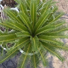 蘇鉄　ソテツ　植木　引き取り限定　No.12