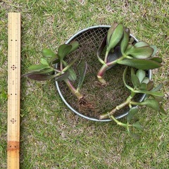 金のなる木 挿し木苗 発根 3本の画像
