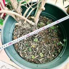 オリーブの木 10年以上　庭木　鉢植え　ガーデニング　植物の画像