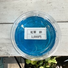 めだかの卵➕針子産まれてます