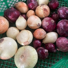 訳有《玉ねぎ&赤玉ねぎ》 掲載量まとめて   無料