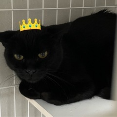 ビビり美人猫🐱黒猫、推定1歳⭐️