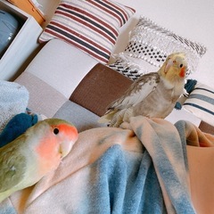 オカメインコ♂2歳ノーマル［相談中］ - 恵庭市
