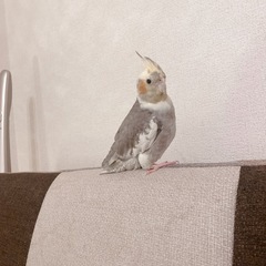オカメインコ♂2歳ノーマル［相談中］