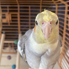 オカメインコ♂2歳ノーマル［相談中］ - その他
