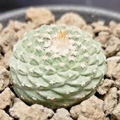 サボテン ストロンボカクタス 菊水 ※条件あり※必読※(その他アガベやサボテン等あります)の画像