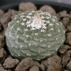 サボテン ストロンボカクタス 菊水 ※条件あり※必読※(その他ア...