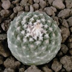 サボテン ストロンボカクタス 菊水 ※条件あり※必読※(その他アガベやサボテン等あります)の画像