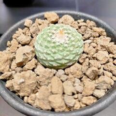 サボテン ストロンボカクタス 菊水 ※条件あり※必読※(その他アガベやサボテン等あります)の画像