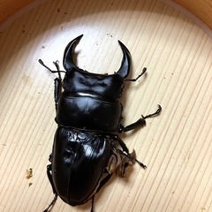 🉐オオクワガタ ペア（元木SP） ©️76mmUP＋40mm 飼...