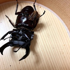 🉐オオクワガタ ♂単（元木SP） ©️ 76mmUPの画像