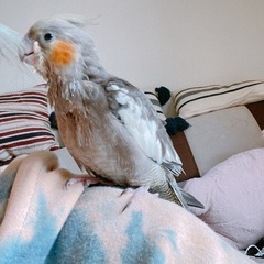 オカメインコ♂2歳ノーマル［お話し中］