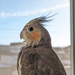 オカメインコ♂2歳ノーマル［お話し中］ - その他