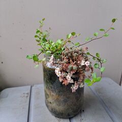 ワイヤープランツの画像