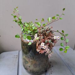 ワイヤープランツの画像