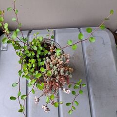 ワイヤープランツの画像