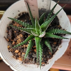 ハオルチア ①