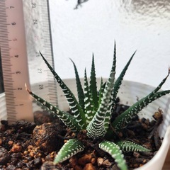 ハオルチア ①の画像