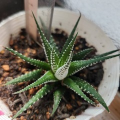 ハオルチア ①の画像