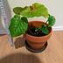 ランキングキーワードに紐づく投稿画像-観葉植物