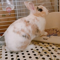 ミニウサギ♂5才