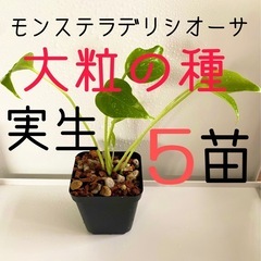 大粒のモンステラデリシオーサの種から生育した実生です！5苗（株）①