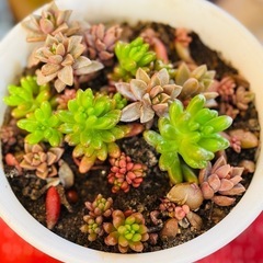 植物あげます🪴