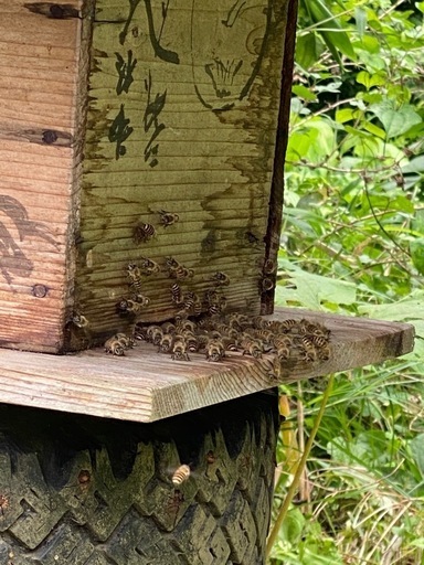 本日限り　日本蜜蜂　分蜂群